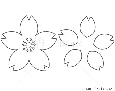 桜の花と花びらの手描きイラストセット　線画 137152932