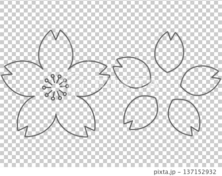 桜の花と花びらの手描きイラストセット　線画 137152932