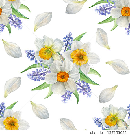 Spring flowers. Seamless watercolor pattern of white narcissus with yellow, blue muscari and scattered white petals on white background. Ideal for fabric, wrapping paper, stationery, and spring decor Spring flowers. Seamless watercolor pattern of white narcissus with yellow, blue muscari and scattered white petals on white background. Ideal for fabric, wrapping paper, stationery, and spring decor 137153032