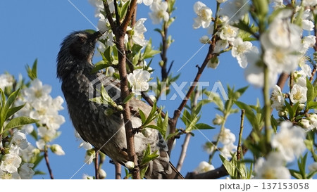 美しい梅の花 美しい梅の花 137153058