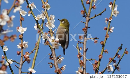 美しい梅の花とメジロ 美しい梅の花とメジロ 137153067