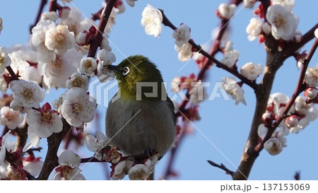 美しい梅の花とメジロ 美しい梅の花とメジロ 137153069