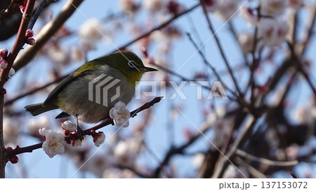 美しい梅の花とメジロ 美しい梅の花とメジロ 137153072
