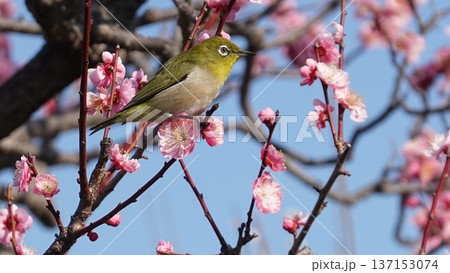 美しい梅の花 美しい梅の花 137153074