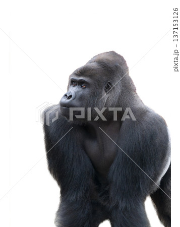 western lowland gorilla isolated on white background western lowland gorilla isolated on white background 137153126