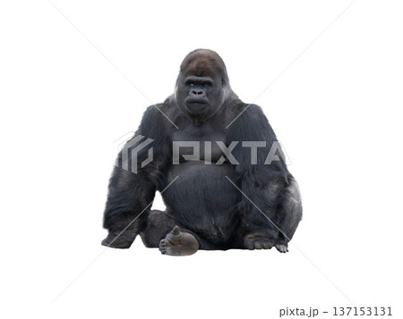 western lowland gorilla isolated on white background 137153131