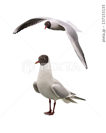 Black-headed Gull isolated on white background 137153135