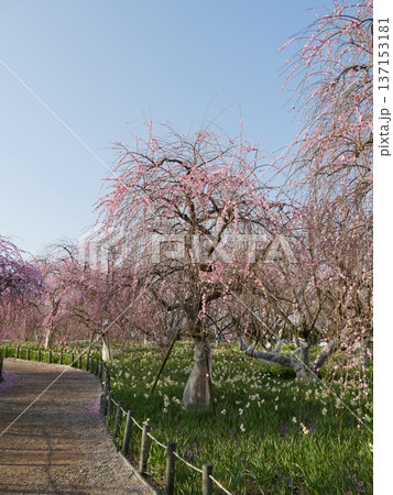 枝垂れ梅と水仙が咲く春の庭園風景 137153181