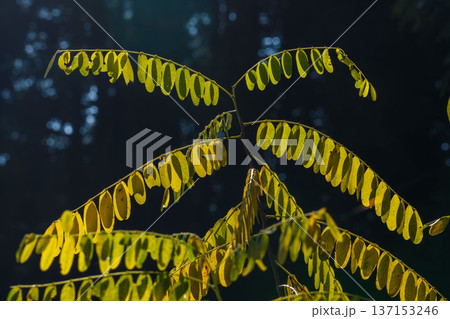 秋の日差しに輝くニセアカシアの葉01 137153246