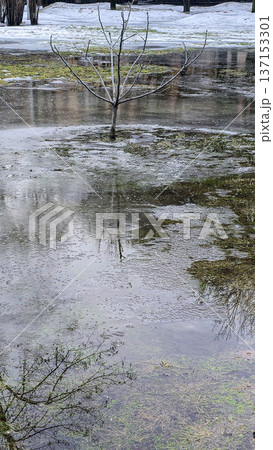 Plants in the park and large puddles. Snow melting. Walks in spring weather. 137153301