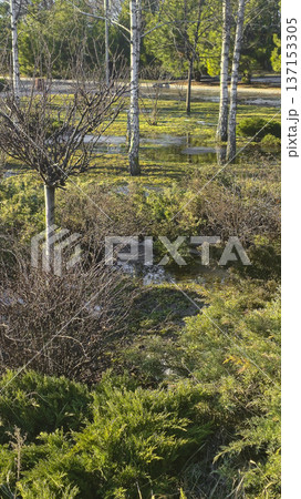 Plants in the park and large puddles. Snow melting. Walks in spring weather. 137153305
