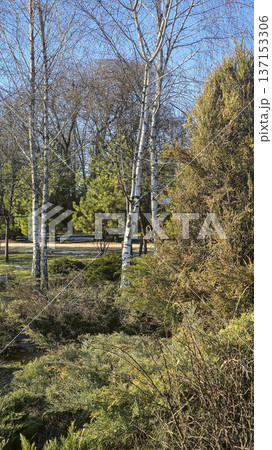 Plants in the park and large puddles. Snow melting. Walks in spring weather. Plants in the park and large puddles. Snow melting. Walks in spring weather. 137153306