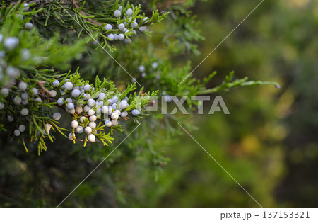 A juniper branch with pale blue berries. Background Screensaver Cover Close-Up 137153321