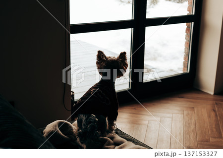 Silhouette of a small dog looking out of a window at a snowy garden. Lifestyle photography of loyalty and solitude pet, domestic animal, lapdog pet. Silhouette of a small dog looking out of a window at a snowy garden. Lifestyle photography of loyalty and solitude pet, domestic animal, lapdog pet. 137153327