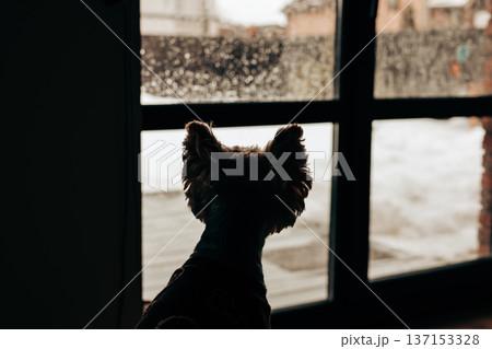 Silhouette of a small dog looking out of a window at a snowy garden. Lifestyle photography of loyalty and solitude pet, domestic animal, lapdog pet. Silhouette of a small dog looking out of a window at a snowy garden. Lifestyle photography of loyalty and solitude pet, domestic animal, lapdog pet. 137153328