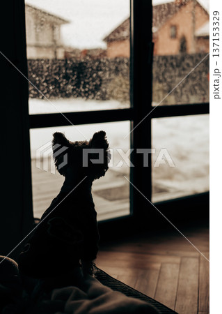 Silhouette of a small dog looking out of a window at a snowy garden. Lifestyle photography of loyalty and solitude pet, domestic animal, lapdog pet. Silhouette of a small dog looking out of a window at a snowy garden. Lifestyle photography of loyalty and solitude pet, domestic animal, lapdog pet. 137153329