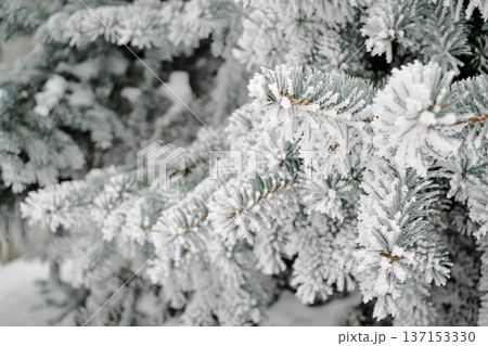 Winter forest pine needle branches in snow close-up 137153330