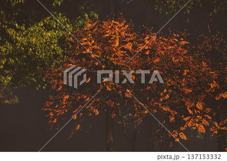 Autumn park with tall trees covered in golden and orange leaves, fallen foliage on the ground, and a calm seasonal atmosphere in a city green space. 137153332