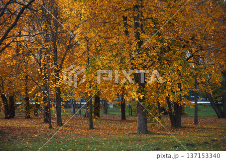 Autumn park with tall trees covered in golden and orange leaves, fallen foliage on the ground, and a calm seasonal atmosphere in a city green space. Autumn park with tall trees covered in golden and orange leaves, fallen foliage on the ground, and a calm seasonal atmosphere in a city green space. 137153340