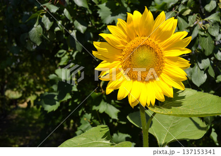 Annual sunflower flower on green background close-up Annual sunflower flower on green background close-up 137153341