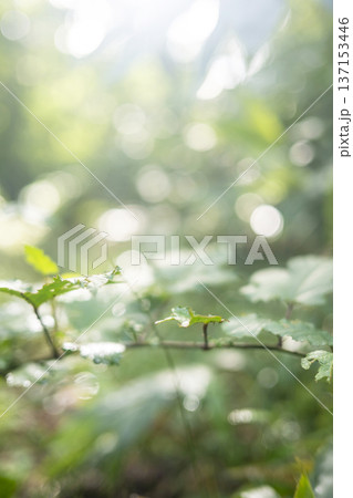 新緑の森・エコイメージ 奥大山 新緑の森・エコイメージ 奥大山 137153446