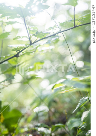 新緑の森・エコイメージ 奥大山 新緑の森・エコイメージ 奥大山 137153447