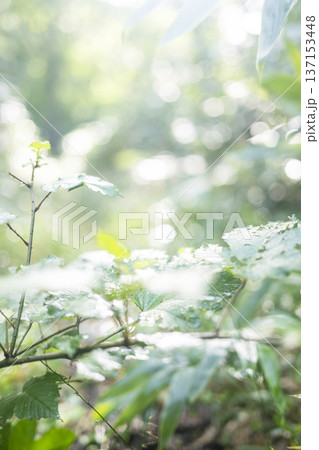 新緑の森・エコイメージ　奥大山 137153448