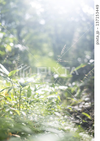 新緑の森・エコイメージ 奥大山 新緑の森・エコイメージ 奥大山 137153449