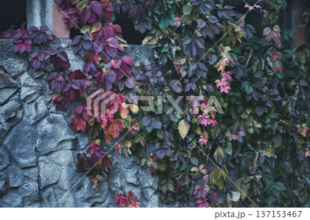 An old stone wall with narrow rectangular windows partially covered by climbing ivy with autumn-colored leaves, creating a moody and textured architectural scene. 137153467