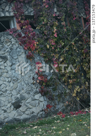 An old stone wall with narrow rectangular windows partially covered by climbing ivy with autumn-colored leaves, creating a moody and textured architectural scene. 137153479