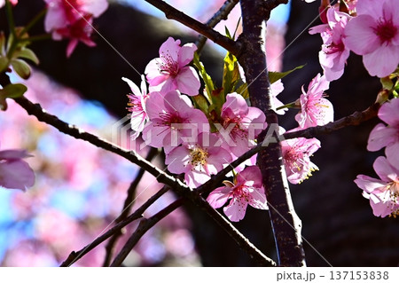 春の訪れを告げる河津桜 春の訪れを告げる河津桜 137153838