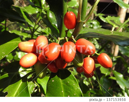 早春にかけて熟す「アオキ」の実 137153938