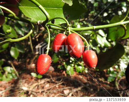 早春にかけて熟す「アオキ」の実 137153939