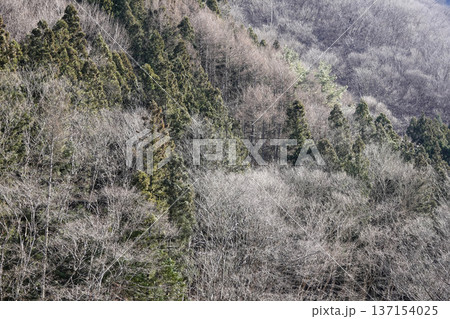 春を待つ山間の樹々 137154025
