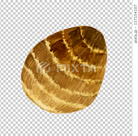 芋頭（單品）手繪水彩蔬菜插圖 137154107