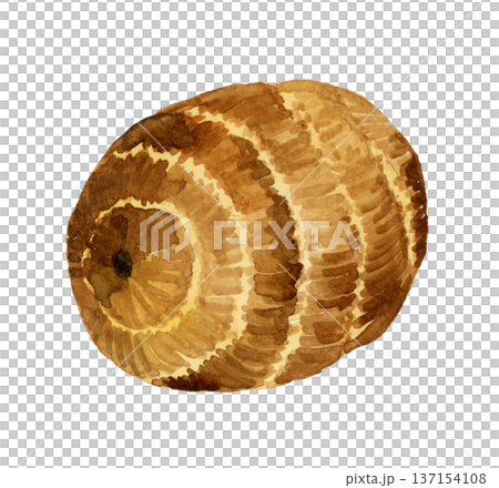 芋頭（單品）手繪水彩蔬菜插圖 137154108