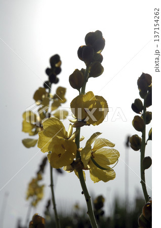 sunlit yellow flowers at sunset 137154262