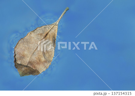 dry leaf floating on blue water dry leaf floating on blue water 137154315