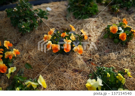 パンジーの花 137154540