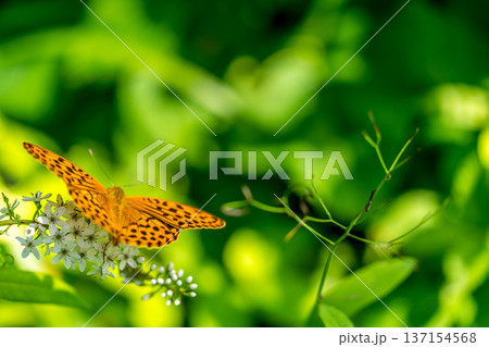 夏の日～丘虎の尾と豹紋蝶～ 137154568