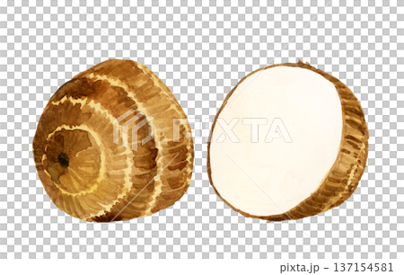 Taro cut in half - Hand-drawn watercolor illustration of vegetables 137154581