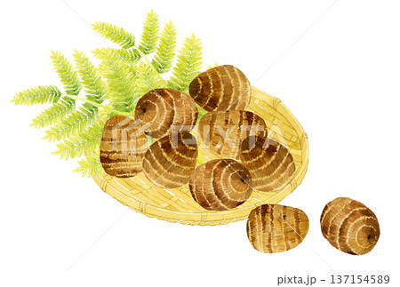 竹ざるに乗ったサトイモ　野菜の手描き水彩イラスト素材 137154589