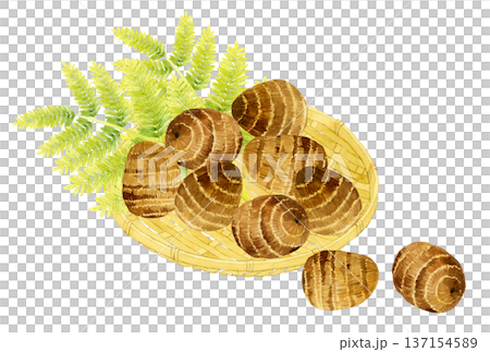 竹籃裡的芋頭－手繪水彩蔬菜插圖 137154589