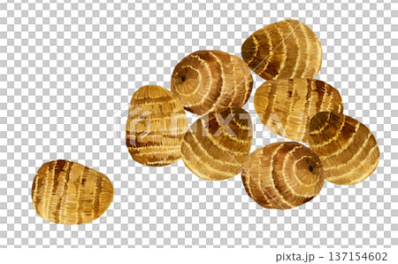 Taro set - Hand-drawn watercolor illustration of vegetables Taro set - Hand-drawn watercolor illustration of vegetables 137154602