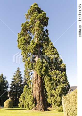 large sequoia in the center of the outdoor garden, under it a blanket of green grass. 137154785
