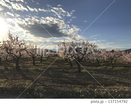 almond plantation in full bloom 137154792