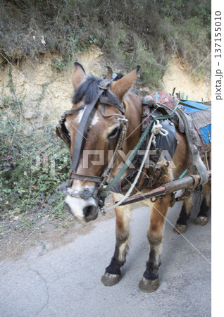 horse dragging from a farm task cart horse dragging from a farm task cart 137155010