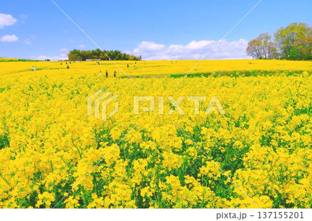 爽やかな青空と一面に広がる菜の花畑 爽やかな青空と一面に広がる菜の花畑 137155201