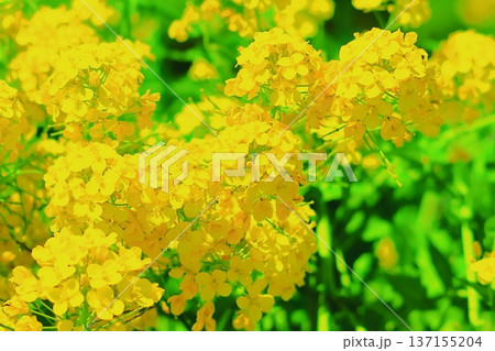春の訪れを告げる満開の菜の花 137155204