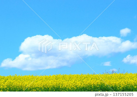 大空と一面に咲く満開の菜の花 137155205